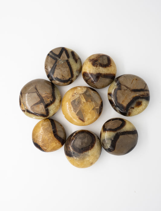 Septarian Palmstone